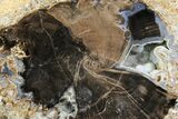 Wide Petrified Wood (Schinoxylon) Limb - Blue Forest, Wyoming #141436-2